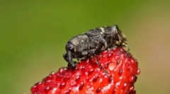 Jak radzić sobie ze zwariowanym na truskawce